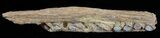 Saurodon (Cretaceous Fish) Lower Jaw Section - Kansas #61463-3
